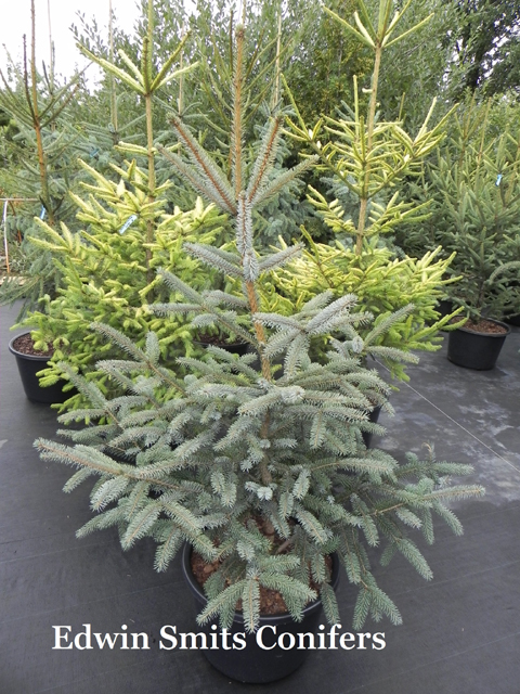 Picea sitchensis 'Filip’s Silvery Blue'
